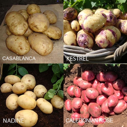 Picture of Exhibitors Seed Potato Collection - DELIVERY END OF FEB-MARCH 2025