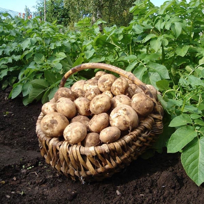 Picture of Potatoes Rocket 2.5kg - First Early. DELIVERY END OF JAN-MARCH 2025