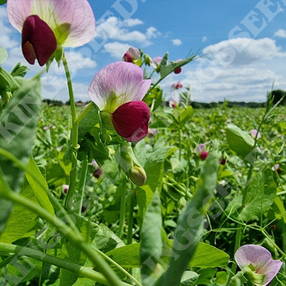 Picture of Pea Minerva (The Carlin Pea)