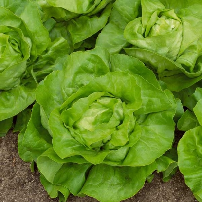 Picture of Lettuce All The Year Round