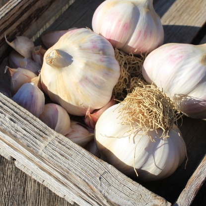 Picture of Garlic Kingsland Wight (Hardneck) 2 Bulb Pack