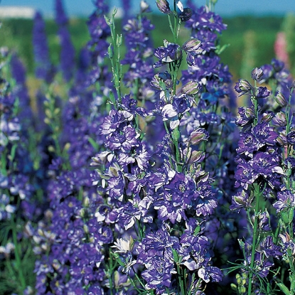 Picture of Larkspur or Annual Delphinium Blue Spire