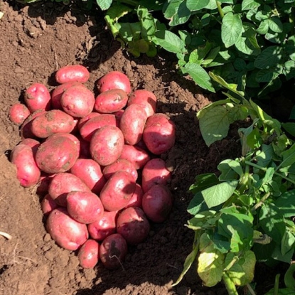 Picture of Potatoes Caledonian Rose 2.5kg - Maincrop. DELIVERY END OF JAN-MARCH 2025