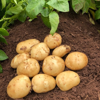 Picture of Potatoes Acoustic 2.5kg - Second Early. DELIVERY END OF JAN-MARCH 2025