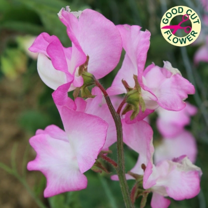 Picture of Sweet Pea Gwendoline Seeds