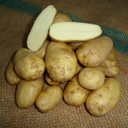 Picture of Potatoes Charlotte 2.5kg - Salad. DELIVERY END OF JAN-MARCH 2025