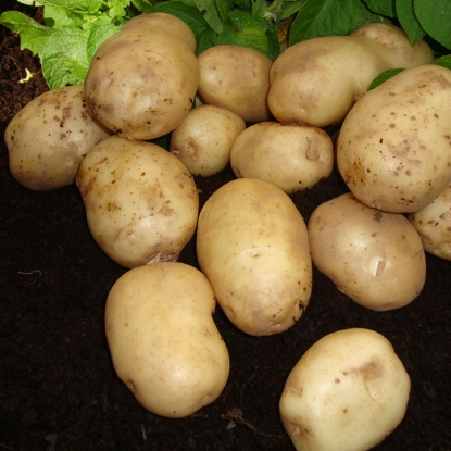 Picture of Potatoes Foremost 2.5kg - First Early. DELIVERY END OF JAN-MARCH 2025