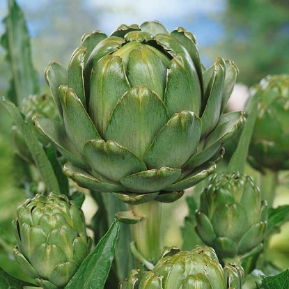 Picture of Artichoke Green Globe