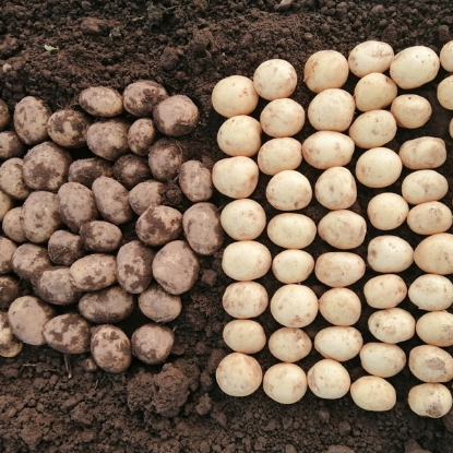 Picture of Potatoes Caledonian Pearl - 2.5kg. DELIVERY END OF FEB-MARCH 2025