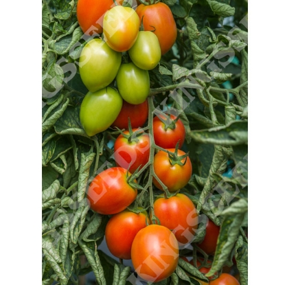 Picture of Tomato Sahel F1