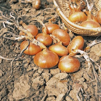 Picture of Onion Sets Stuttgart - 500g net