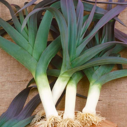 Picture of Leek Blue Solaise