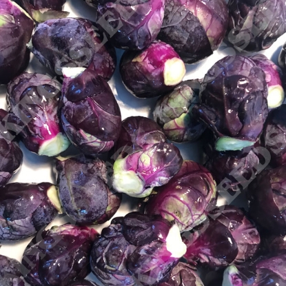 Picture of Brussels Sprout Ruby Crunch F1