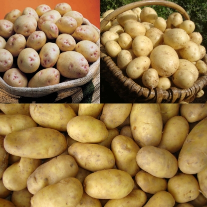 Picture of All Season Tasty Seed Potato Collection 2.5kg each Casablanca, Cara & Charlotte