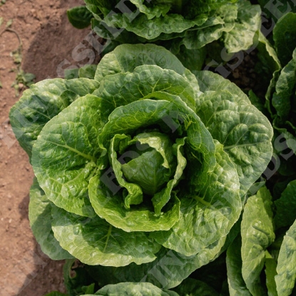 Picture of Lettuce Corbana