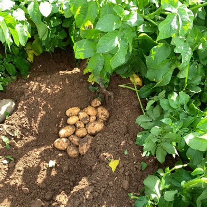 Picture of Potatoes Marvel 2.5kg - Maincrop. DELIVERY END OF JAN-MARCH 2025