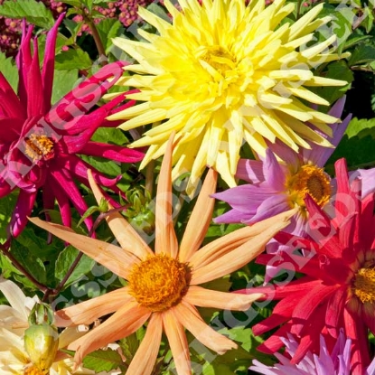 Picture of Dahlia Cactus Mixed