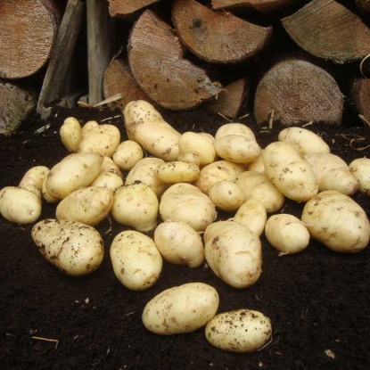 Picture of Potatoes Sharpes Express - First Early - 2.5kg.