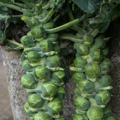 Picture of Brussels Sprout Trafalgar F1