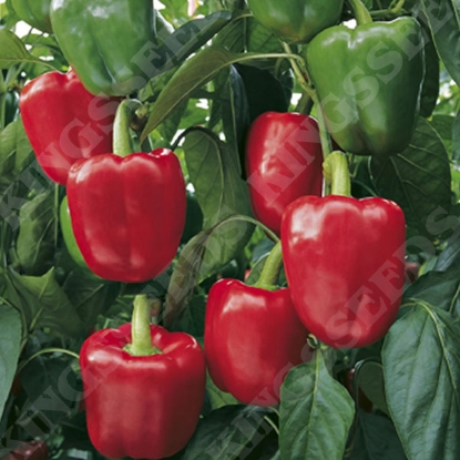 Picture of Sweet Pepper Bendigo F1