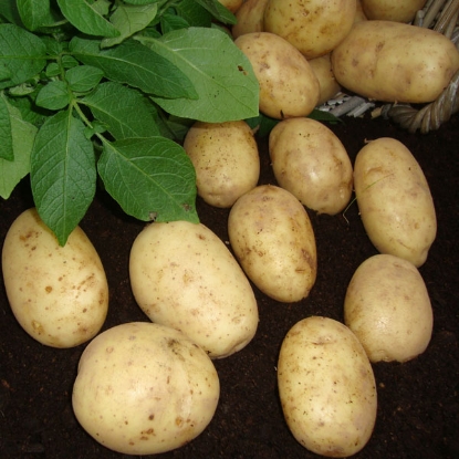 Picture of Potatoes Maris Piper 2.5kg - Early Main. DELIVERY END OF FEB-MARCH 2025