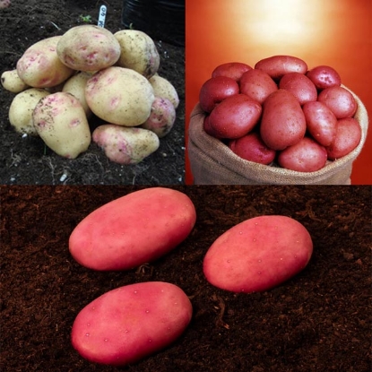 Picture of Disease Resistant Seed Potatoes - 2.5kg each Cara, Java, Organic Setanta