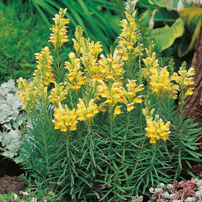 Picture of TOADFLAX COMMON (Linaria vulgaris) P