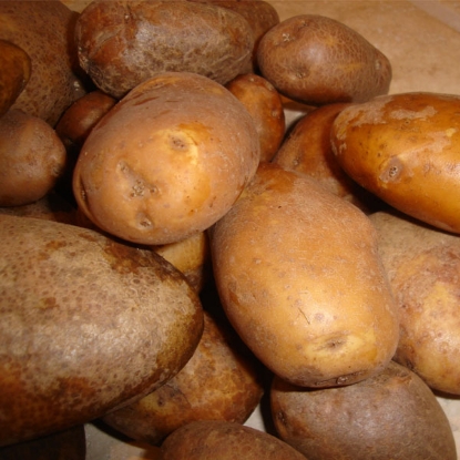 Picture of Potatoes Golden Wonder 2.5kg - Maincrop. DELIVERY END OF JAN-MARCH 2025