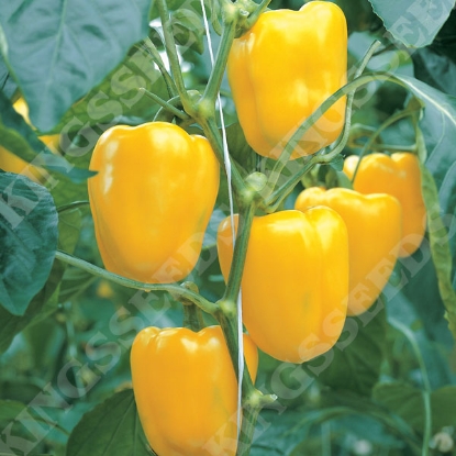 Picture of Sweet Pepper Fiesta F1