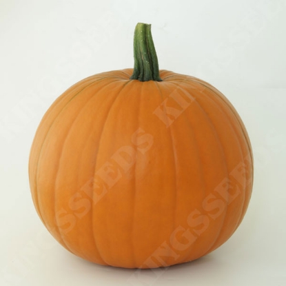 Picture of Pumpkin Wicked F1