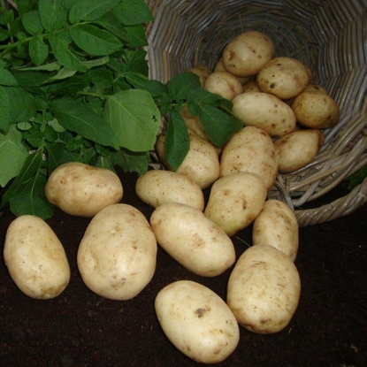 Picture of Potatoes Maris Bard 2.5kg - First Early. DELIVERY END OF JAN-MARCH 2025