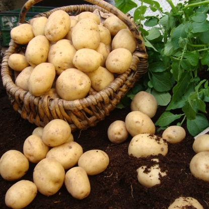 Picture of Potatoes Swift 2.5kg - 1st Early. DELIVERY END OF JAN-MARCH 2025