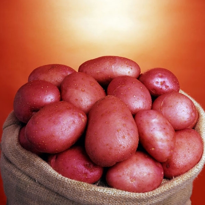 Picture of ORGANIC Potatoes Setanta 2.5kg.