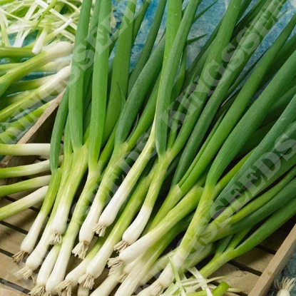 Picture of Spring Onion White Lisbon Winter Hardy