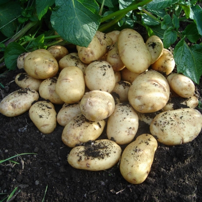 Picture of Potatoes International Kidney - Salad - 2.5kg. DELIVERY END OF JAN-MARCH 2025