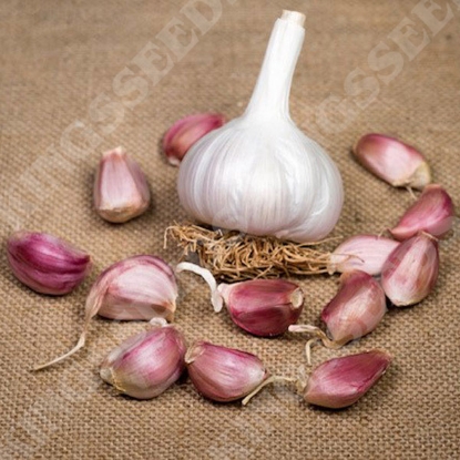 Picture of Garlic Carcassonne Wight (Hardneck) 2 Bulb Pack