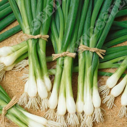 Picture of Spring Onion White Lisbon - Grower Pack (RHS Award of Garden Merit)