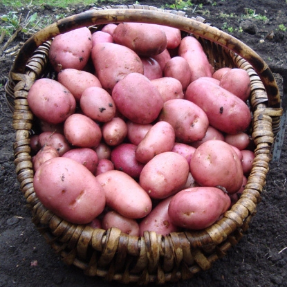 Picture of Potatoes Rooster 2kg - Early Main. DELIVERY END OF JAN-MARCH 2025