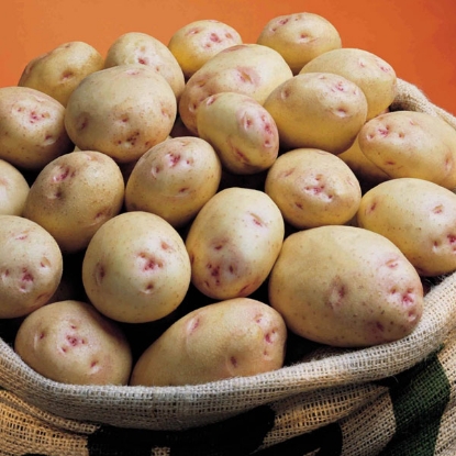 Picture of Potatoes Cara 2.5kg - Late Main. DELIVERY FROM END OF JAN-MARCH 2025