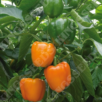 Picture of Sweet Pepper Delirio F1