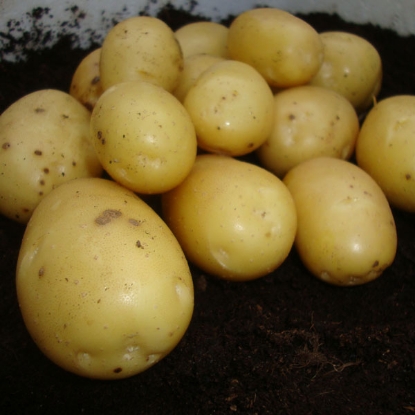 Picture of Potatoes Vivaldi 2kg - Second Early. DELIVERY END OF JAN-MARCH 2025