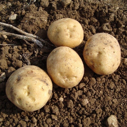 Picture of ORGANIC Potatoes Colleen 2.5kg. DELIVERY FROM FEB-MARCH 2025