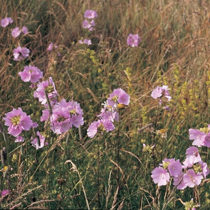 Picture of The Mallow Musk (Malva moschata) - P