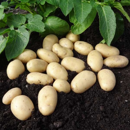 Picture of Potatoes Jazzy 2.5kg. DELIVERY END OF JAN-MARCH 2025