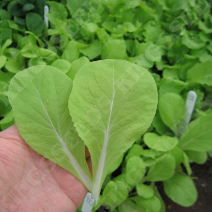 Picture of Pak Choi Golden Yellow F1