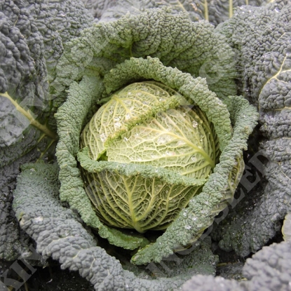 Picture of Cabbage Savoy Spinel F1