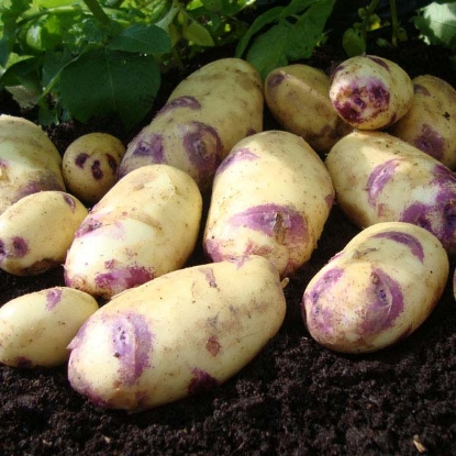 Picture of Potatoes Kestrel 2.5kg - Second Early. DELIVERY END OF JAN-MARCH 2025