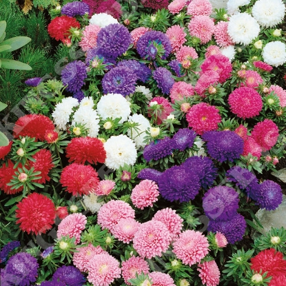 Picture of Aster Colour Carpet Formula Mix