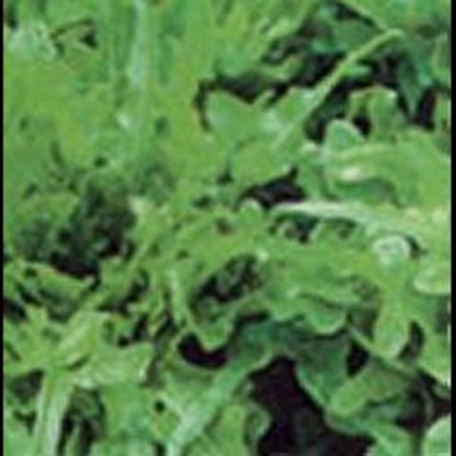 Picture of Lettuce Eraclea ORGANIC SEED