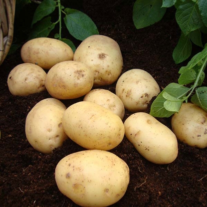 Picture of Potatoes Nadine 2.5kg - Second Early. DELIVERY END OF JAN-MARCH 2025